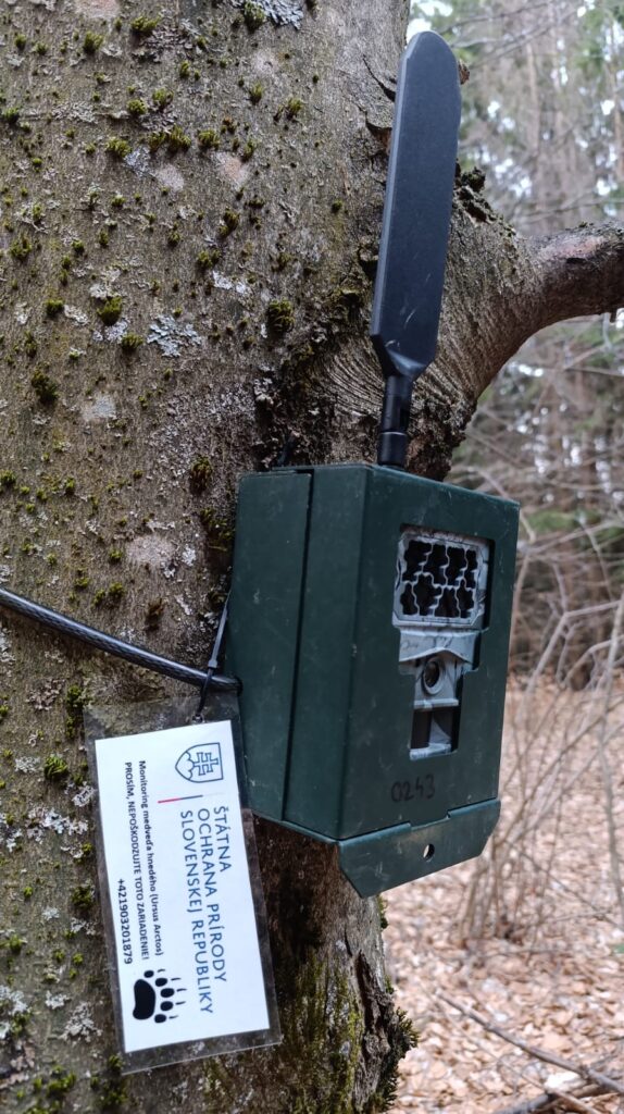 Fotopasca upevnená na strome v lese – detail senzora a maskovania zariadenia na monitoring medveďa hnedého.